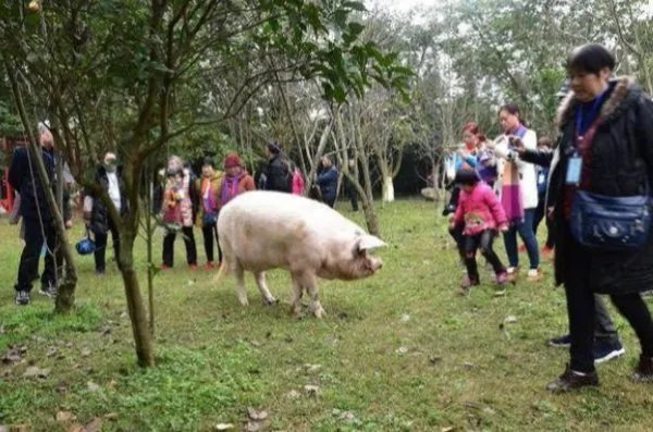 14岁“猪坚强”已瘦骨嶙峋无法站立,猪坚强身体到底怎样了?