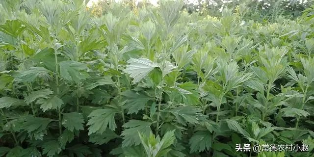 野生艾叶图片