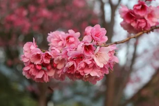 大理大学的樱花真的很多吗？好看吗？