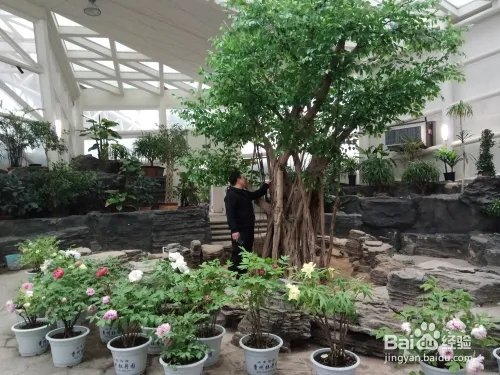 游玩菏泽牡丹园攻略（近期）