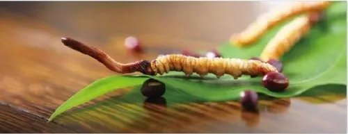 冬虫夏草价格表