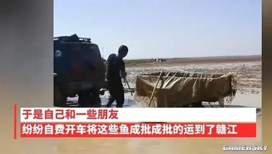 鄱阳湖上万斤搁浅鱼 20多人自费开车送鱼到赣江