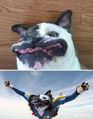 有哪些搞笑的PS图片?