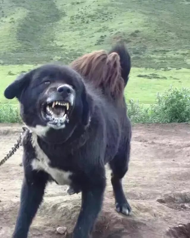 一獒战三虎，藏獒真的敢和森林之王老虎打架吗？