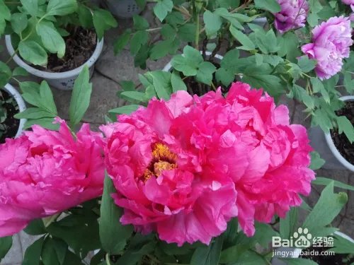 游玩菏泽牡丹园攻略（近期）