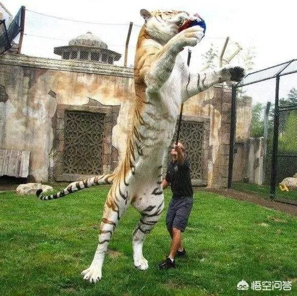 一獒战三虎，藏獒真的敢和森林之王老虎打架吗？