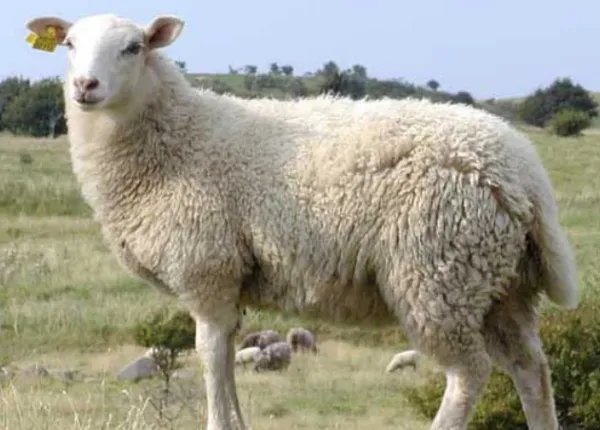 世界上四大最贵的羊