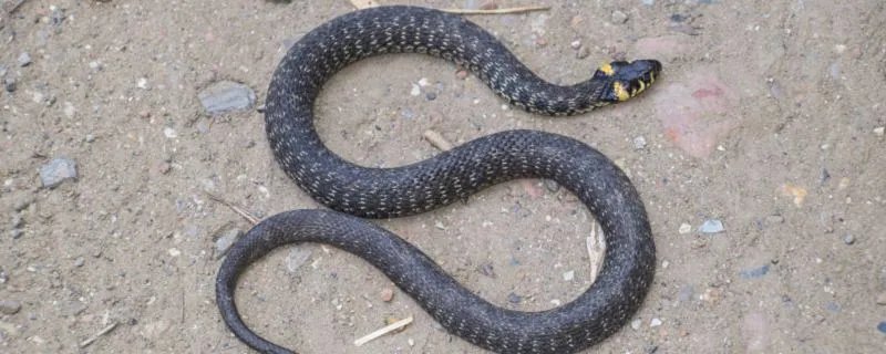 属蛇和什么属相最配合 属蛇与属什么婚配最好