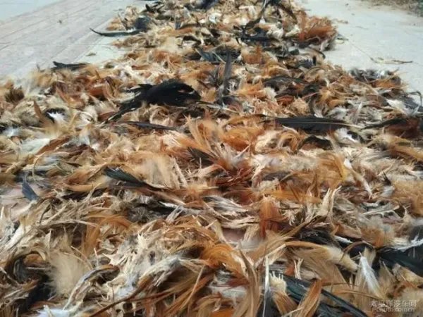 市民家中的鸡被偷走炖熟，民警一锅端还给失主，其厨艺如何？