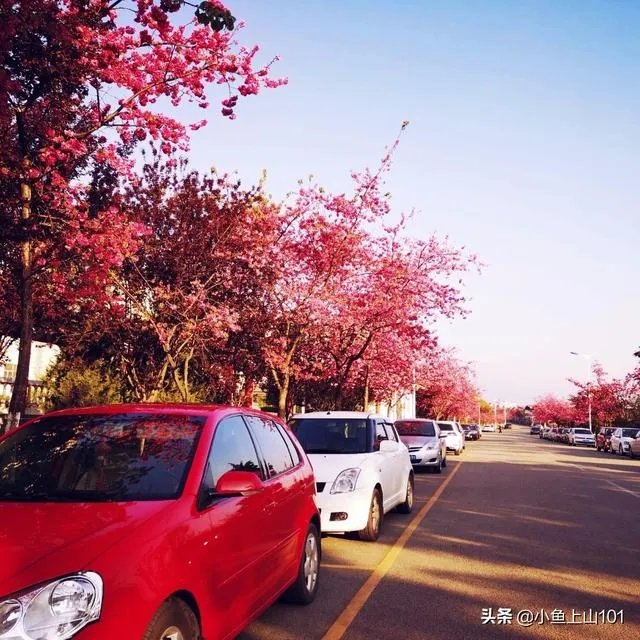 大理大学的樱花真的很多吗？好看吗？