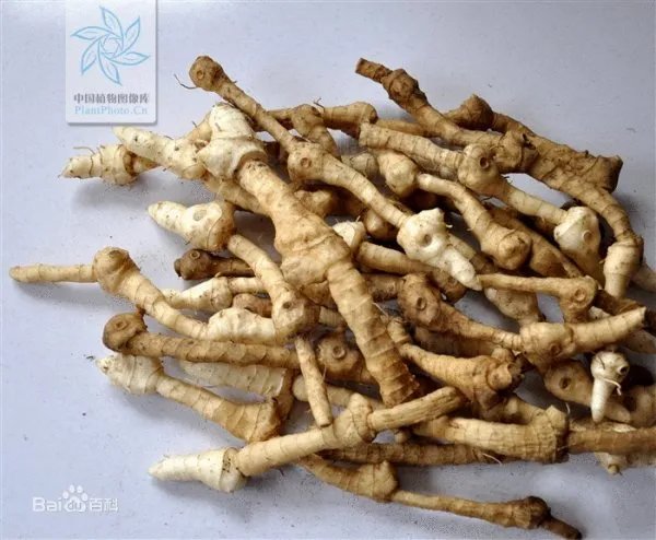 有种药名叫h u a n g j i n g .这两个子怎么写？