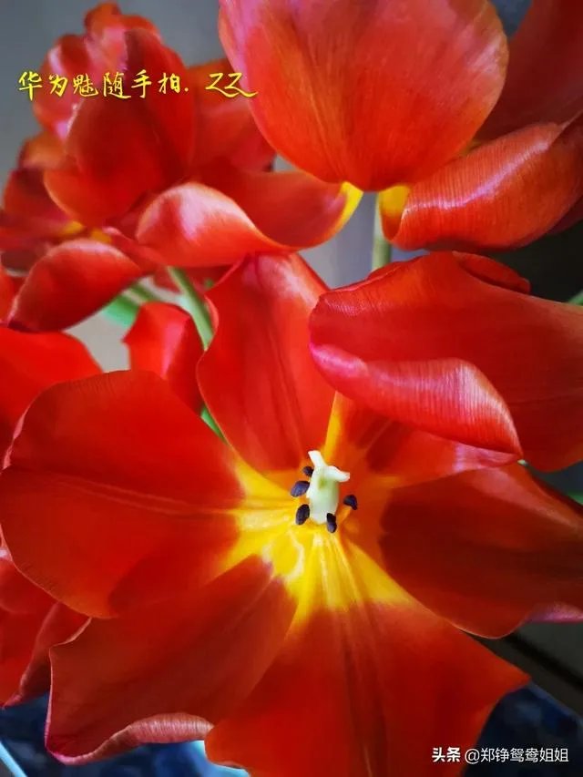 客观评价一下张伟丽和乔安娜个人能力，不吹不黑？