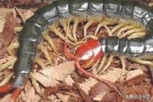 人工养殖蜈蚣的方法?
