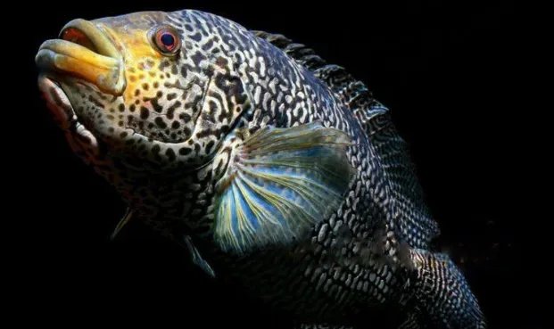 老虎鱼的功效与作用是什么？