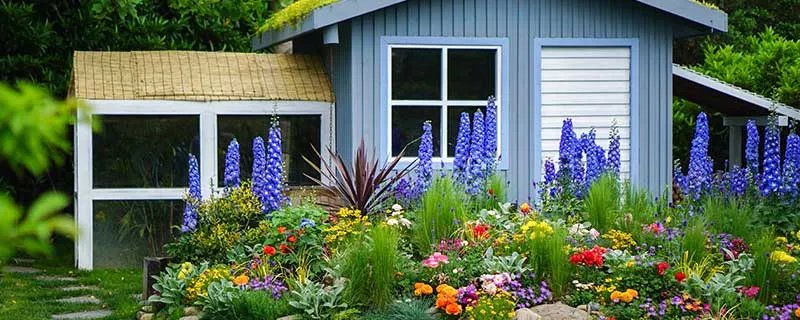 风信子的花语 风信子的花语是什么