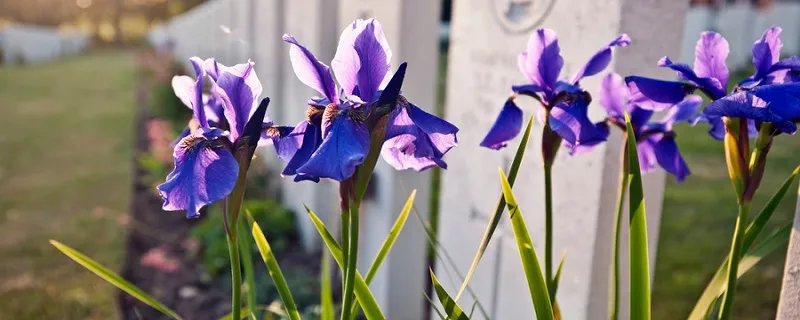 rip是什么意思 rip是什么的缩写