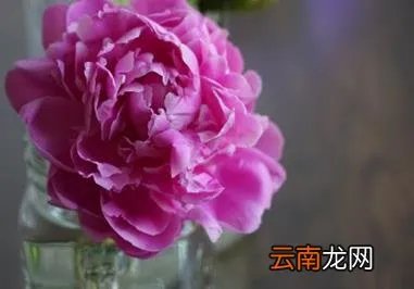 芍药花的养殖方法和注意事项