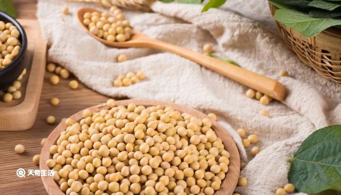 黄豆的生长过程