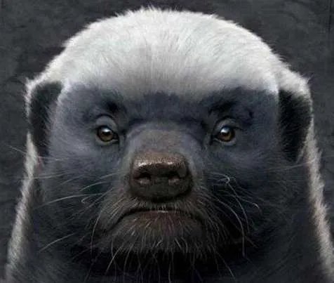 世界上最大胆的动物——平头哥蜜獾