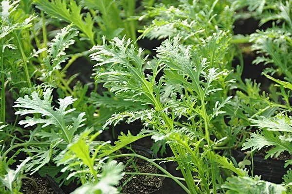 茼蒿菜含草酸吗?