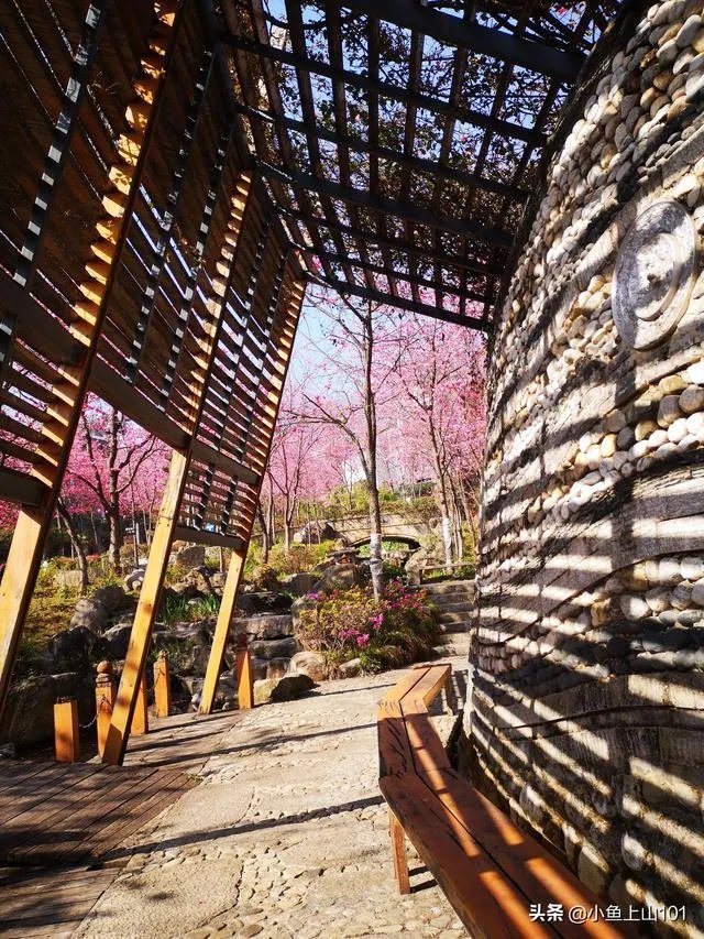 大理大学的樱花真的很多吗？好看吗？