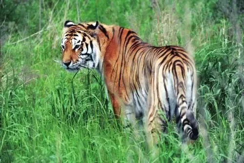 “完达山一号”已到吉林，当地采取什么措施防止人虎冲突？