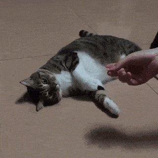 深田老师又放福利了？动图 胸肌大摇起来肯定有劲！