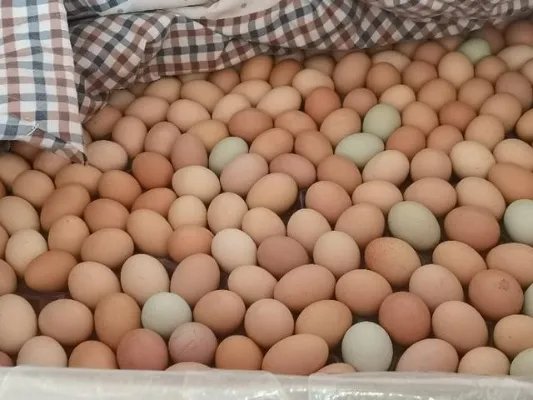 鸡为什么会下双黄蛋？